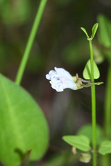 Scutellaria dependens