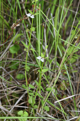 Scutellaria dependens