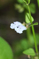 Scutellaria dependens