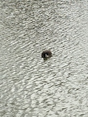 Branta canadensis