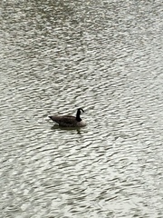 Branta canadensis