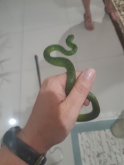 Philothamnus natalensis