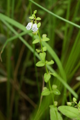 Scutellaria dependens