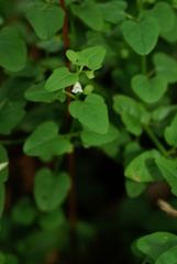 Scutellaria dependens