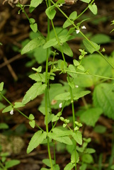 Scutellaria dependens