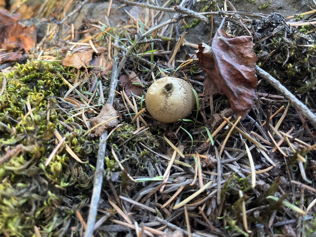 Umber-brown Puffball from Riverside, Spokane County, US-WA, US on ...