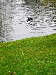 Fulica atra