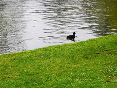Fulica atra