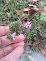 Lamium amplexicaule