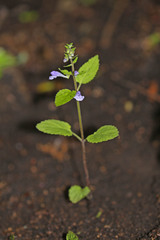 Scutellaria pekinensis