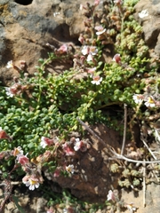Chaenorhinum