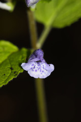 Scutellaria pekinensis
