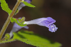 Scutellaria pekinensis
