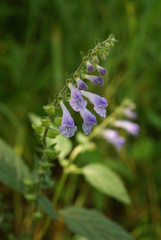 Scutellaria pekinensis