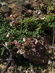 Chaenorhinum