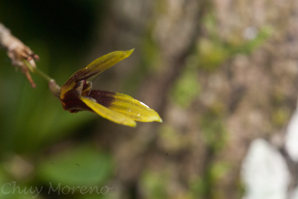 Specklinia brighamii