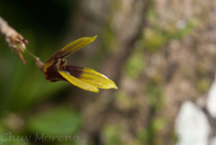 Specklinia brighamii