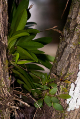 Specklinia brighamii