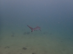 Carcharhinus obscurus