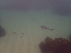 Carcharhinus obscurus