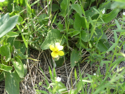 Image of Viola vallicola by (c) Aiva Noringseth, some rights reserved (CC BY)