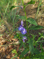 Scutellaria scordifolia