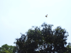 Troides minos