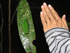 Temnophylloides astridula