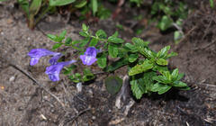 Scutellaria strigillosa