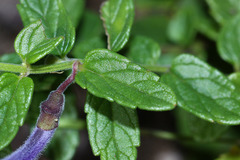 Scutellaria strigillosa