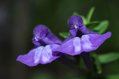 Scutellaria strigillosa