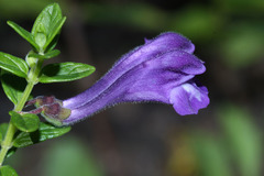 Scutellaria strigillosa