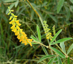 Eriosema psoraleoides