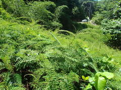 Hultholia mimosoides