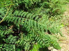 Hultholia mimosoides