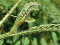 Hultholia mimosoides