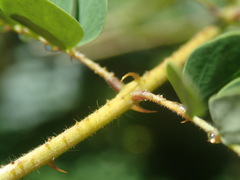 Hultholia mimosoides