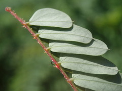 Hultholia mimosoides