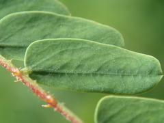 Hultholia mimosoides