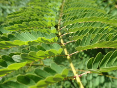 Hultholia mimosoides