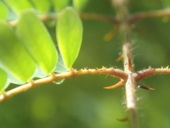 Hultholia mimosoides