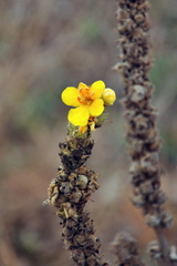 Verbascum ovalifolium