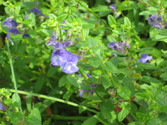 Scutellaria strigillosa