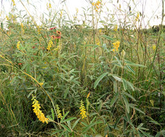 Eriosema psoraleoides