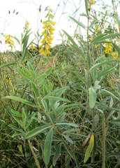 Eriosema psoraleoides