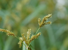 Cyperus exaltatus