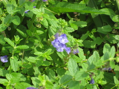 Scutellaria strigillosa