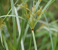 Cyperus exaltatus
