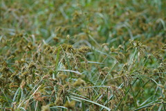 Cyperus exaltatus
