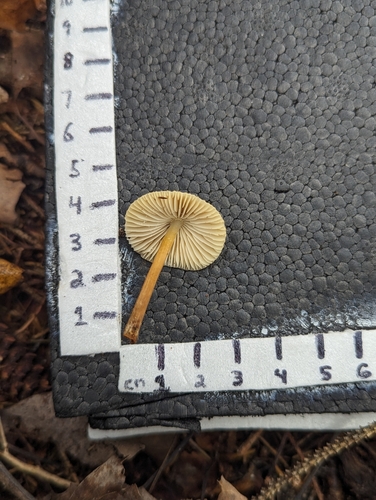 Mycena inclinata